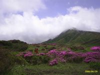 Bloemen op de berg Aso